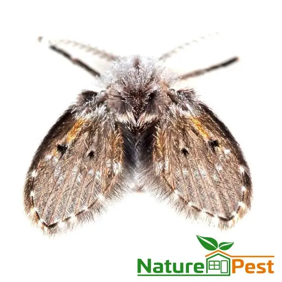 moth flies sewer flies