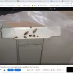 Discover the Surprising Spots You Didn’t Know German Cockroaches Are Lurking!