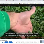 Discover the Culprit Behind St Augustine Grass Patch Disease