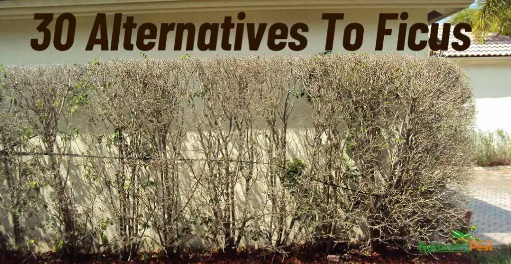 alternative to ficus