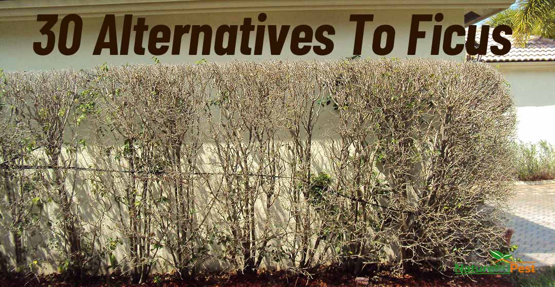 alternative to ficus