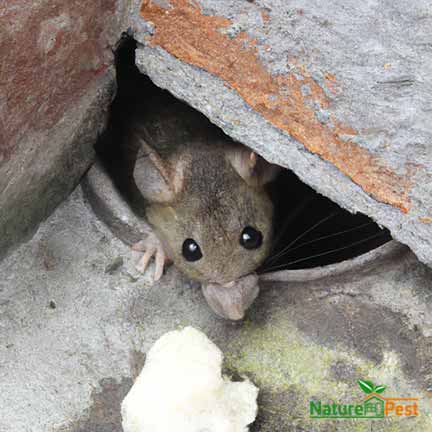 Diseases Spread by Rats to Humans