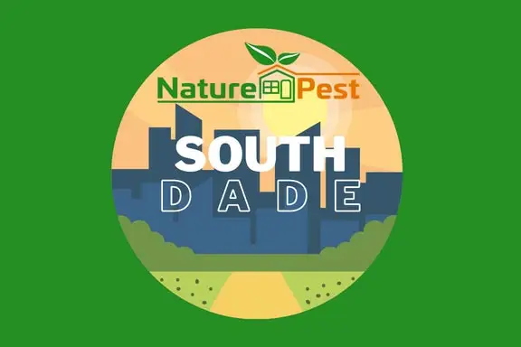 Pest control South Dade