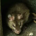 Rodent Inspections