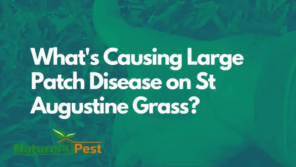 Large Patch Disease