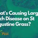 Large Patch Disease