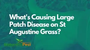 Large Patch Disease