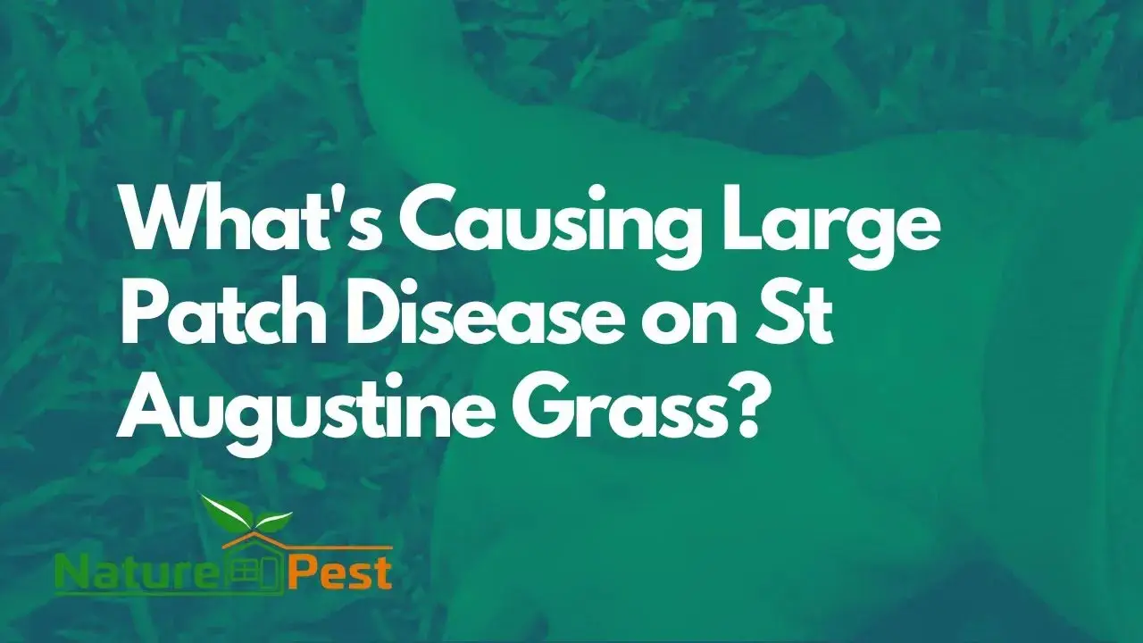 Large Patch Disease