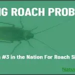 a big roach problem