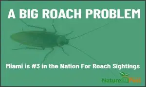 a big roach problem