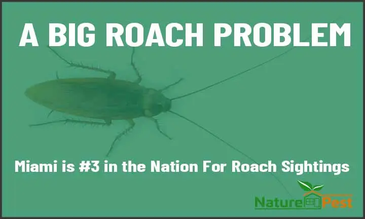 a big roach problem