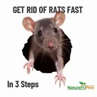 get rid of ratsw