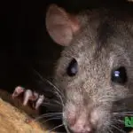 What is the average price of rodent control in South Florida