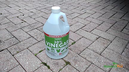 Best All Natural Homemade Weed Killer 3 Ingredient Recipe