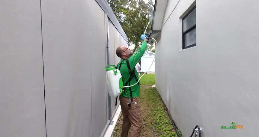 spraying for spiders