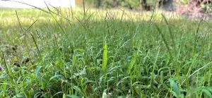 how to get rid of Crabgrass