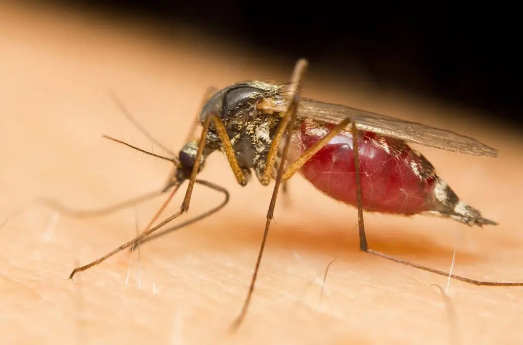 1 20220629 on mosquito istock 526389377