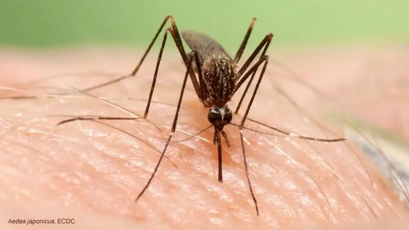 2aedes japonicus 2