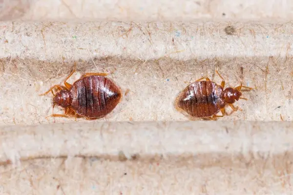 bed bugs look like 2 miain