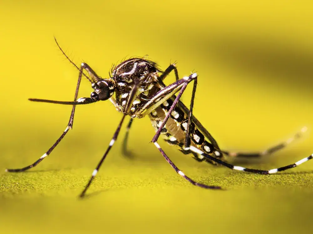 lvv7 aedes aegypti freshly emerged adult 2022 002
