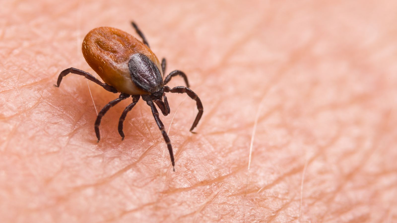 Natural flea and tick control sales