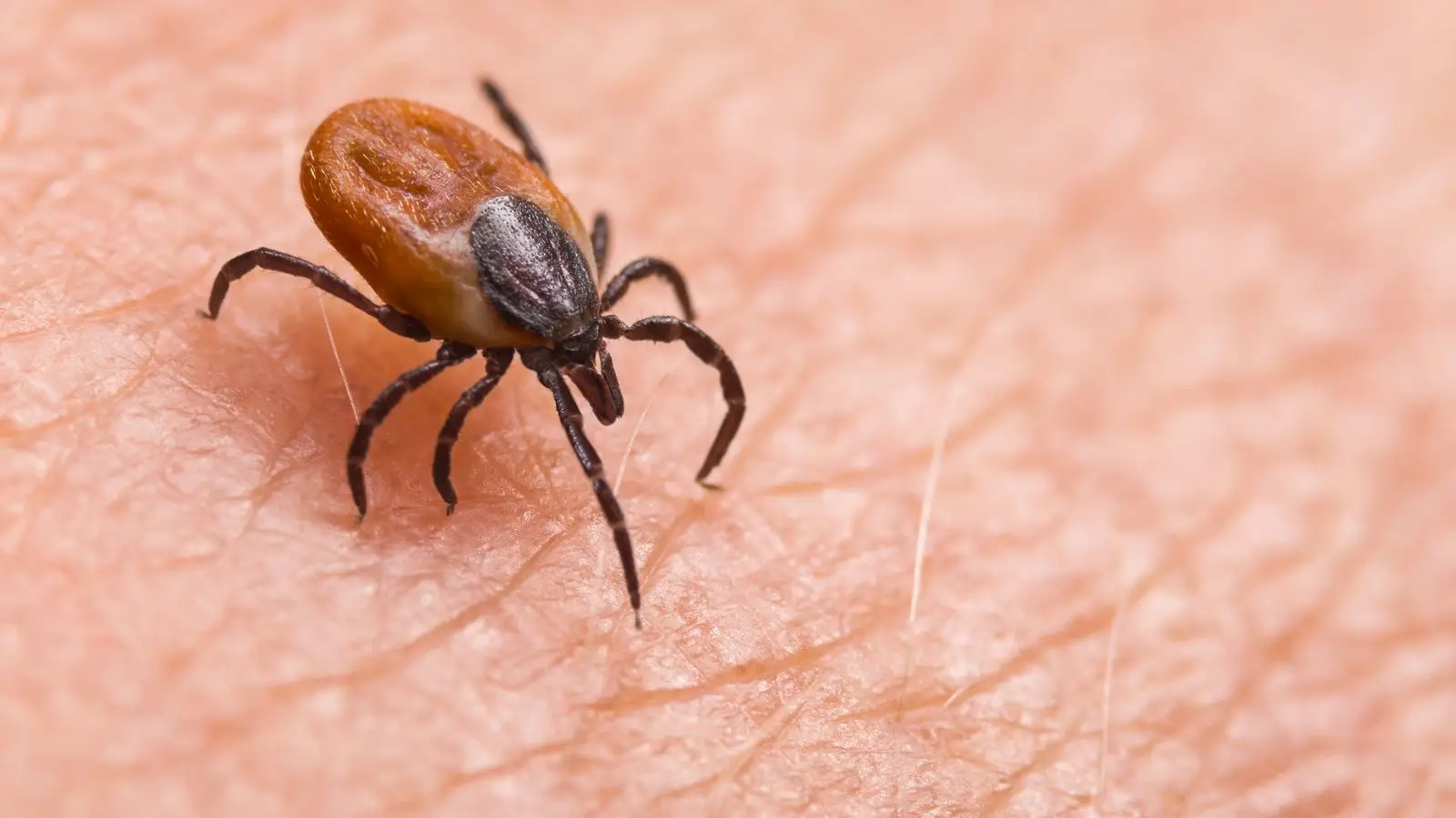 tick