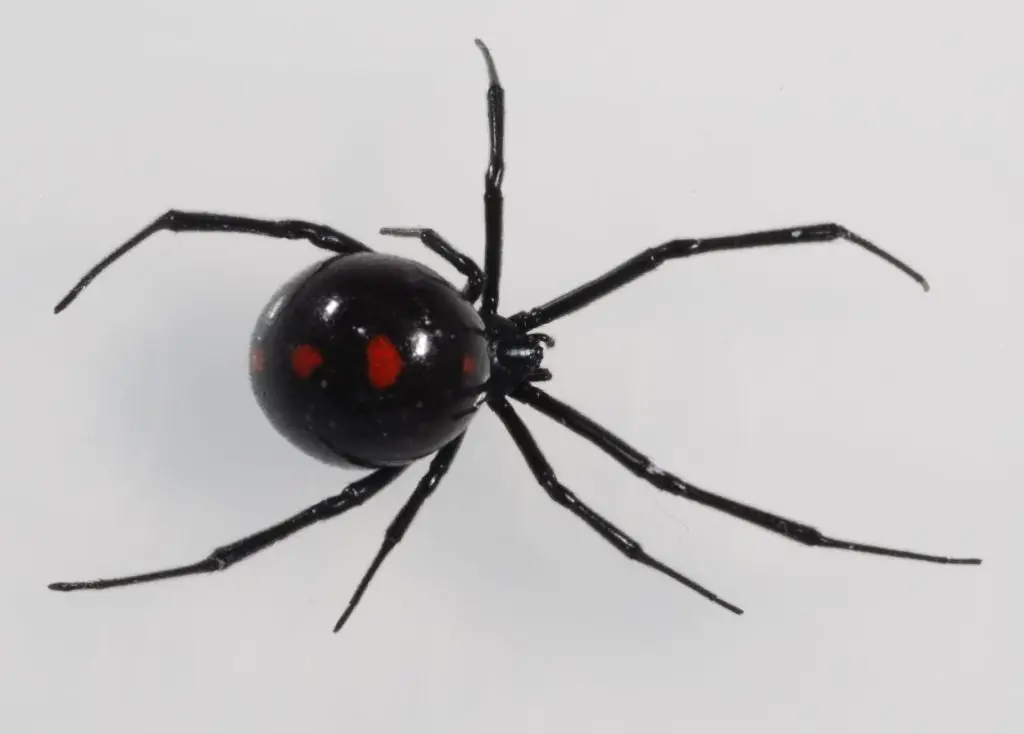 Northern Black Widow Spider