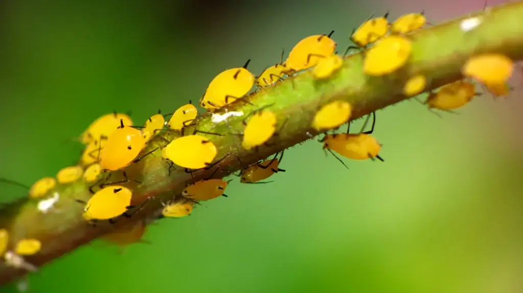 aphids
