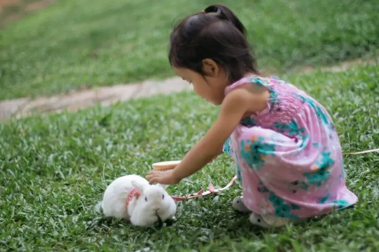 Exclusive Mosquito Control Features In Hollywood FloridaA girl a her rabbit in the backyard