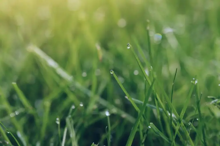 Hollywood's Florida Climate Attracts Lawn Pest Too