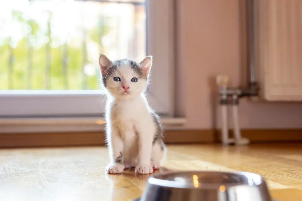 Zero Indoor Spray Policy Kitten sitting on the floor