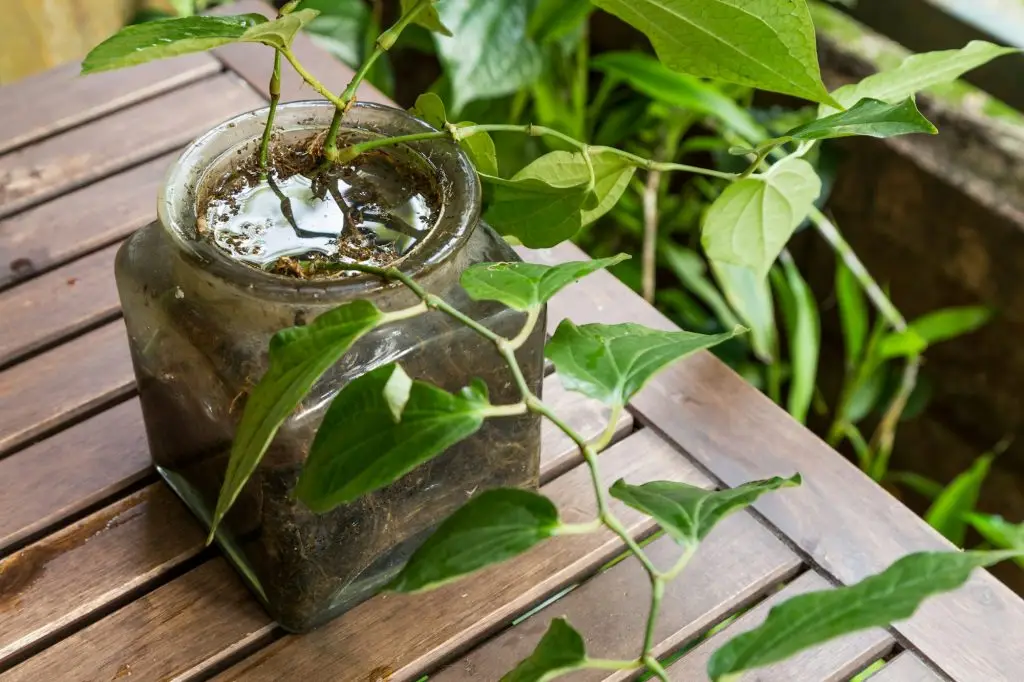 Why Is Mosquito Control Using Our Holistic Approach Perfect for Your Needs?