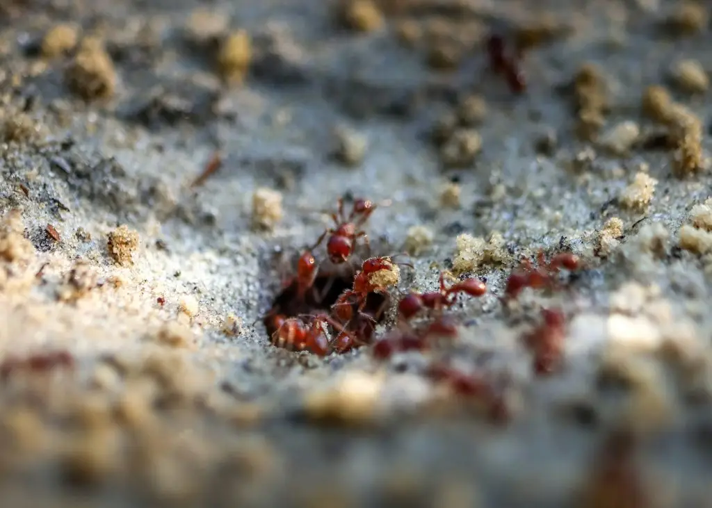 Battling Ant Infestation: A Closer Look