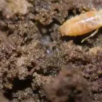 Cuban Subterranean Termites