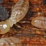Eastern Subterranean Termite