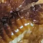 Florida Dampwood Termites