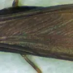 Western Drywood Termites Incisitermes_minor