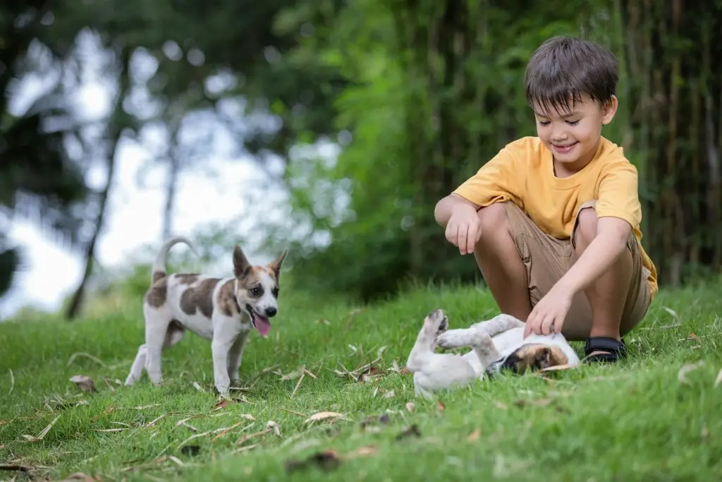 Exclusive Sunrise FL Lawn Care Service Features