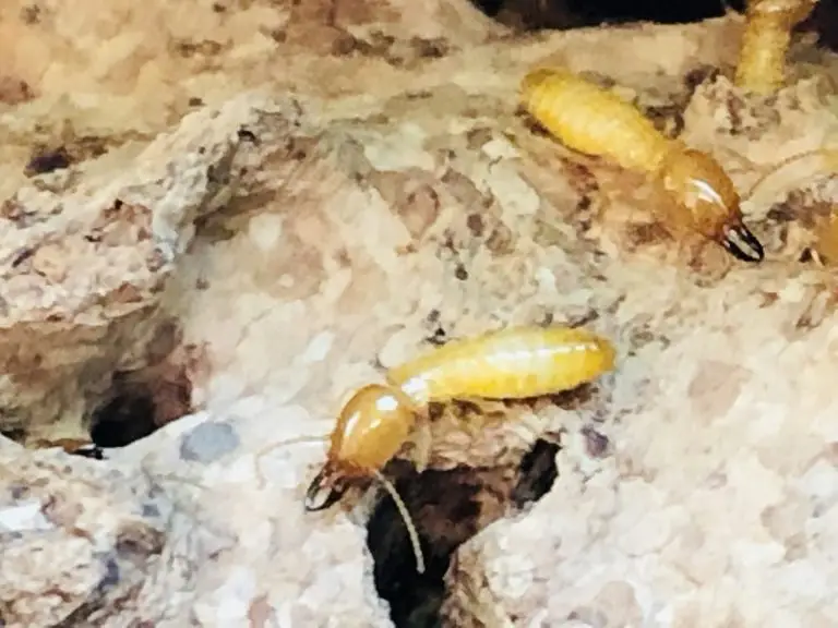 Subterranean Termite Control in Florida
