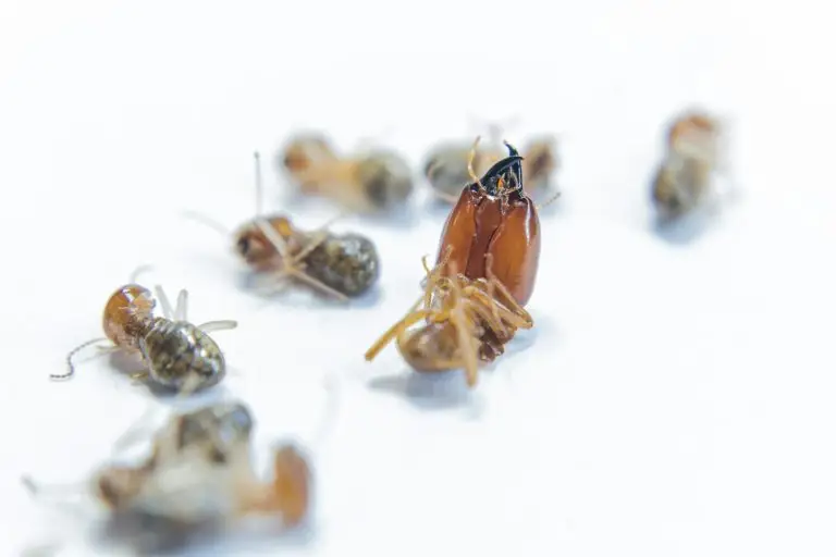 Identifying Termite Species