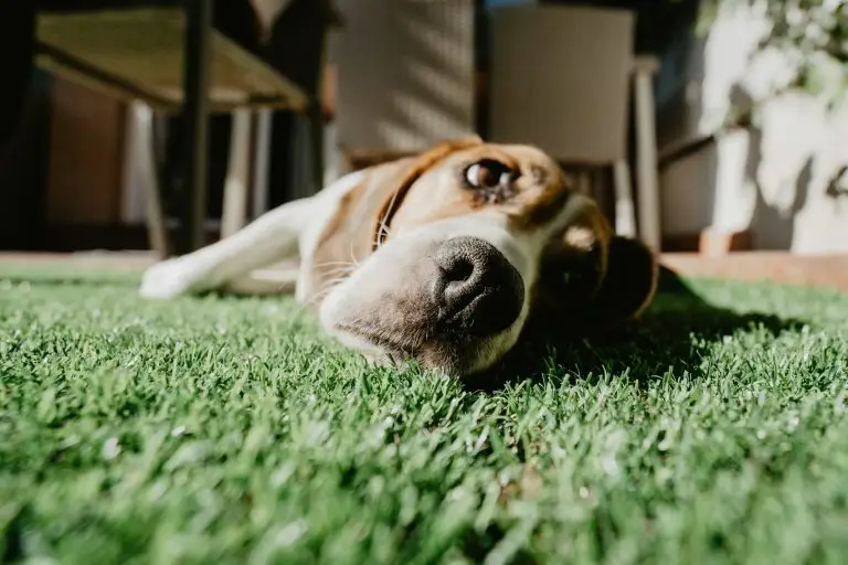 Looking for Lawn Service Near Me In Davie Florida