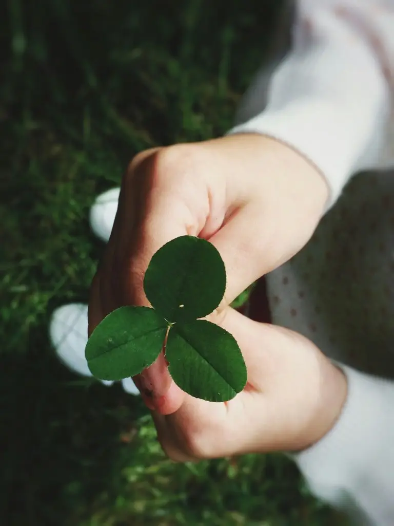 Why Is Holistic No Tent Termite Control Service Essential for Our Homes?