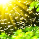 termites taking flight