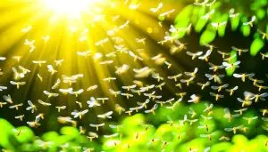 termites taking flight