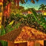 Seeing Termites With Wings In Fort Lauderdale? 2 winged termites in fort lauderdale