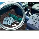 car ant infestation solutions