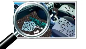 car ant infestation solutions
