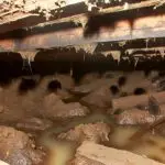 moisture attracts pest infestations
