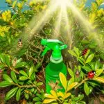 natural aphid control florida