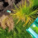 st augustine grass yellowing solutions